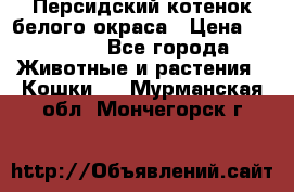 Персидский котенок белого окраса › Цена ­ 35 000 - Все города Животные и растения » Кошки   . Мурманская обл.,Мончегорск г.